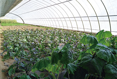 如何合理的建设日光温室？